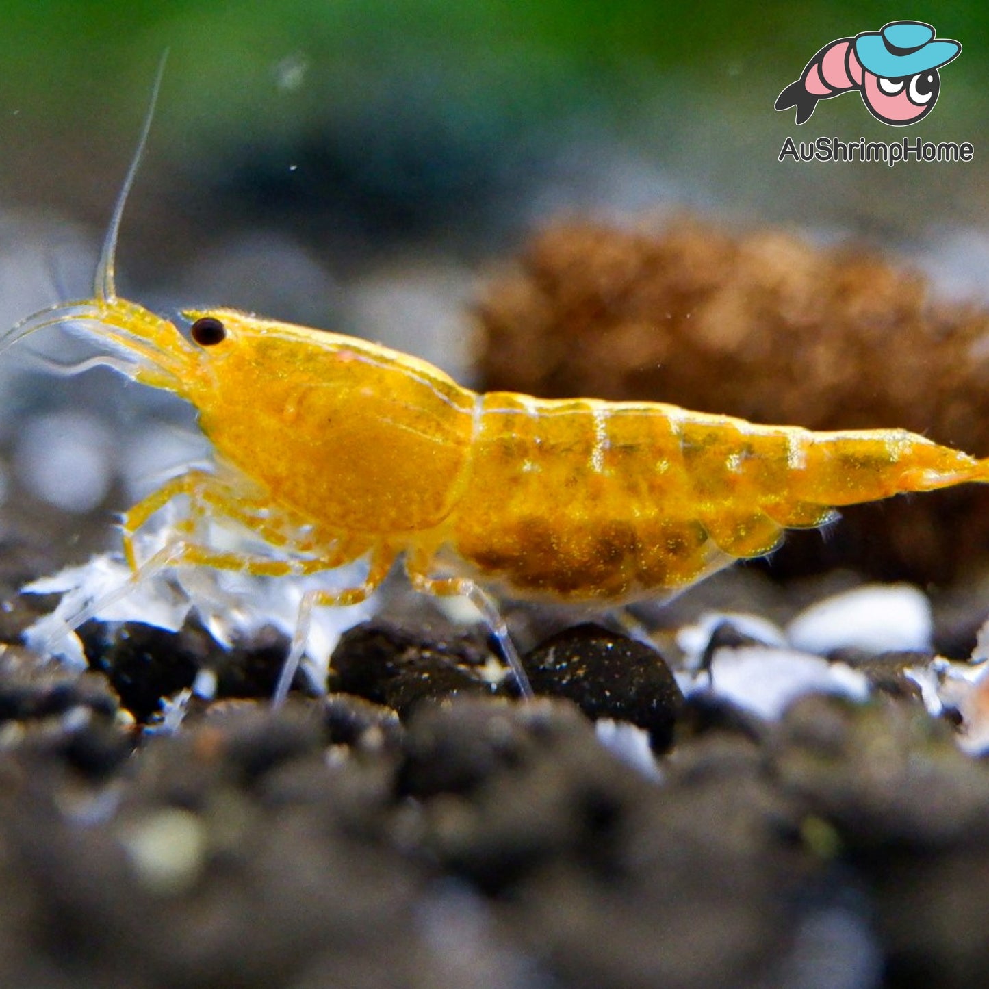 Yellow Galaxy Pinto |Rare