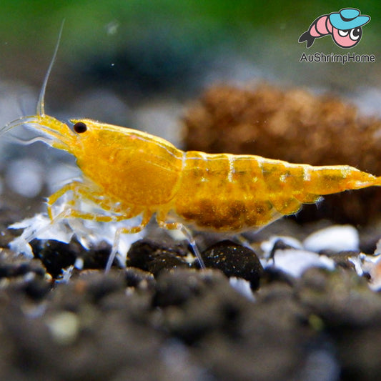 Yellow Galaxy Pinto |Rare