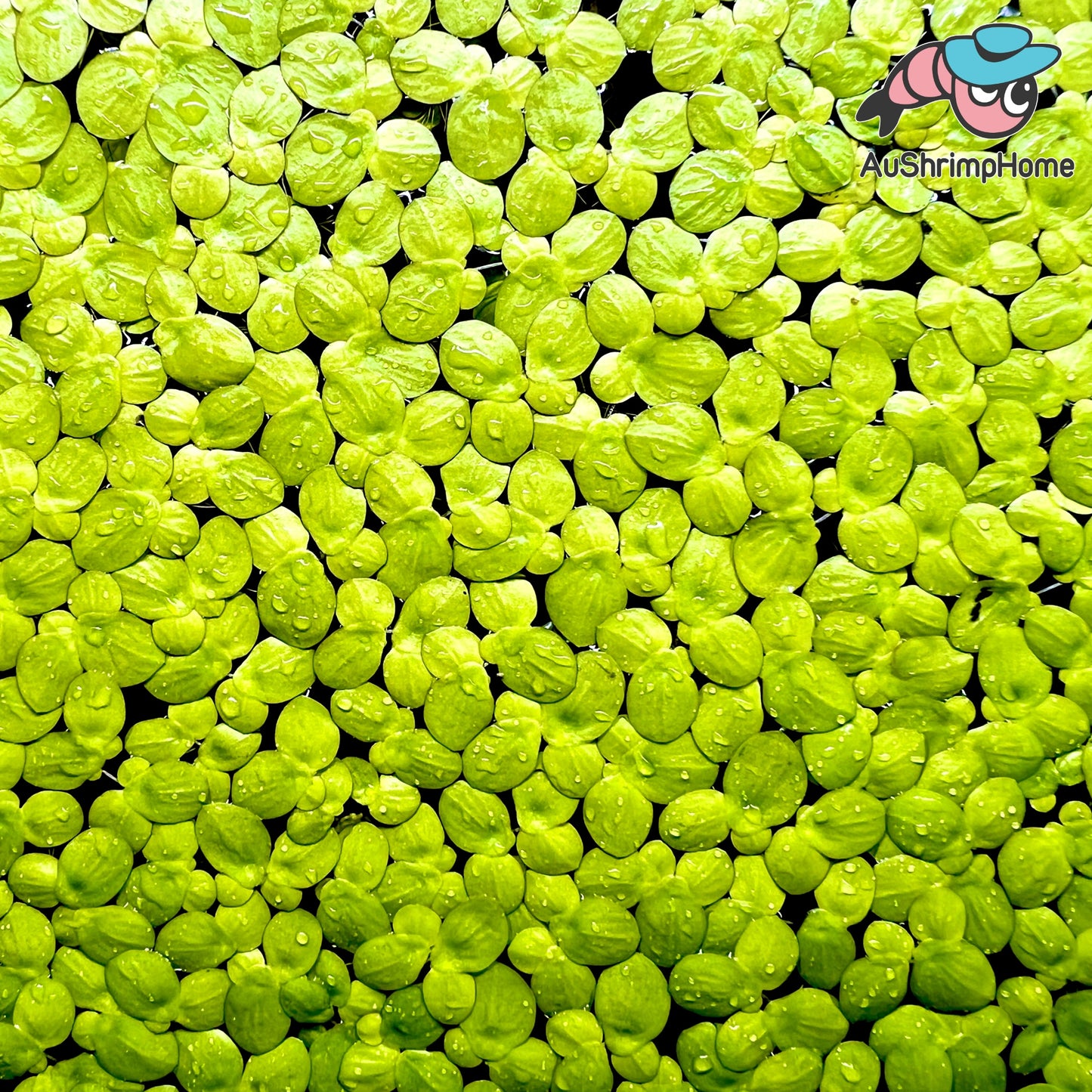 Giant Duckweed | Spirodela polyrhiza