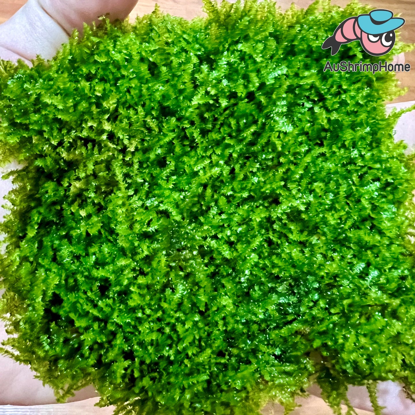 True Mini Taiwan Moss | Mini Taxiphyllum alternans