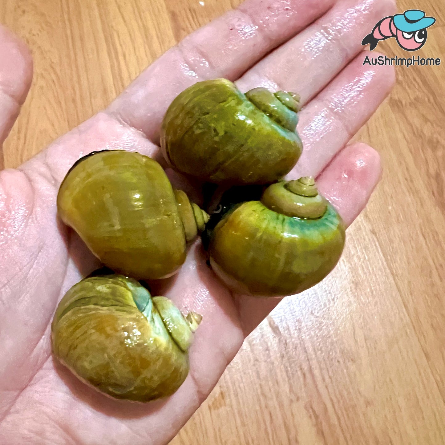 Mystery Snail | Jade