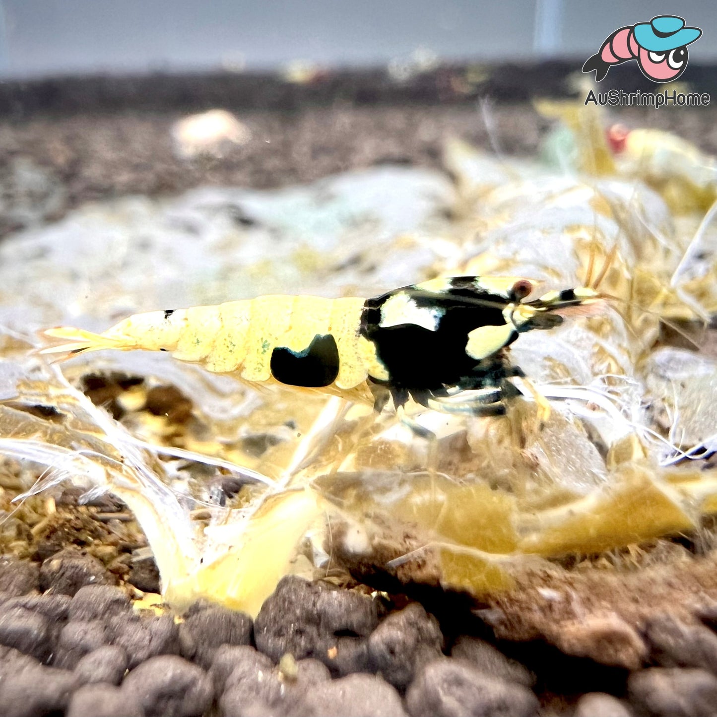 Pinto Mosura Spotted Black Head | Rare