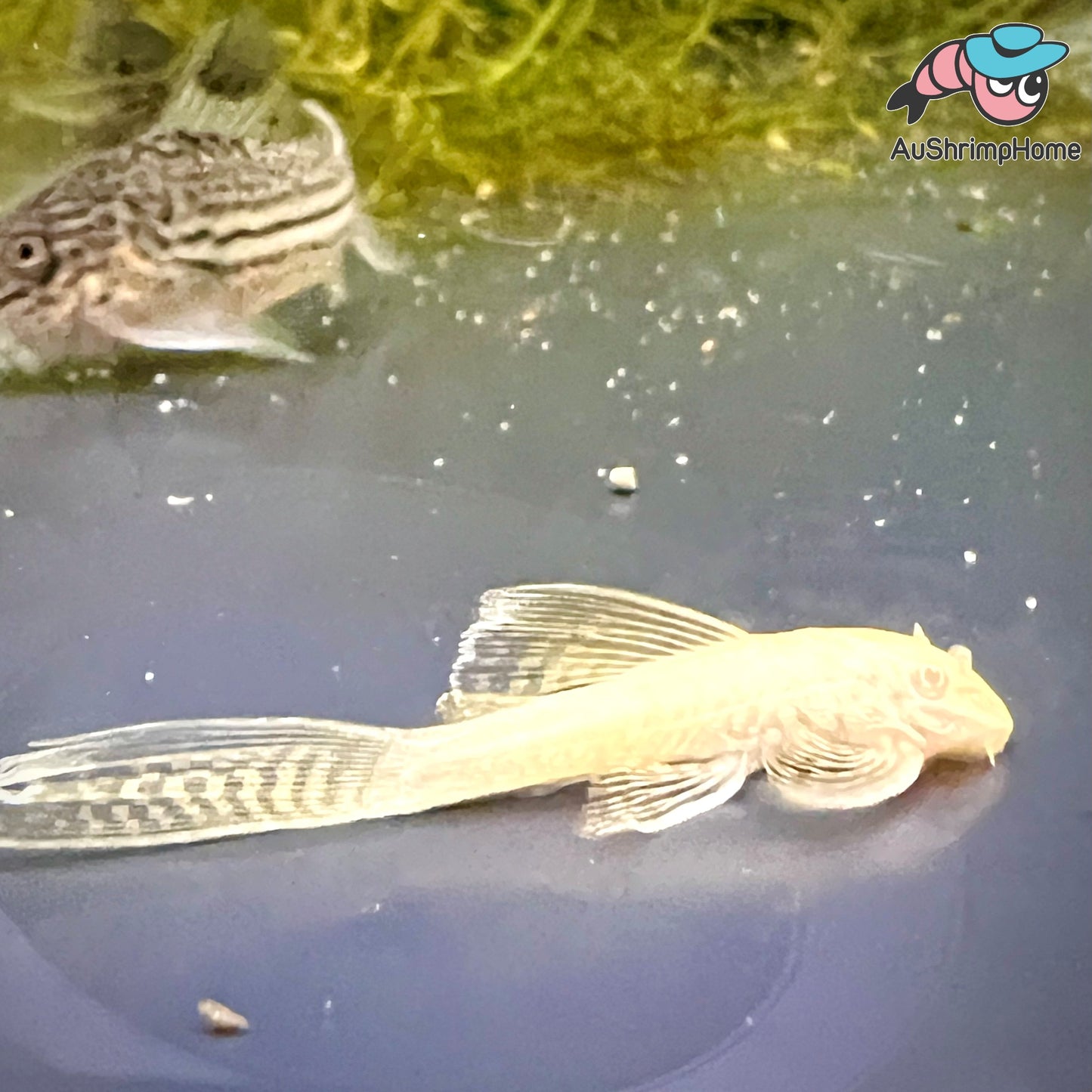Bristlenose Catfish | Albino Longfin