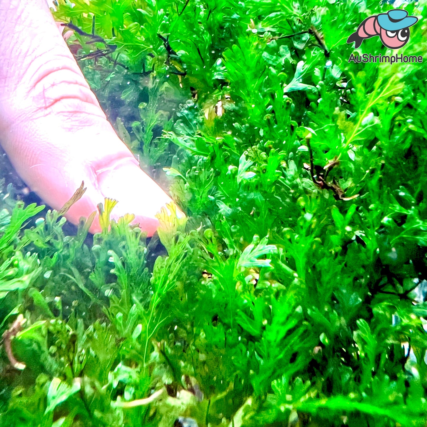 Crepidomanes Sp. Malabaricum | Super Rare