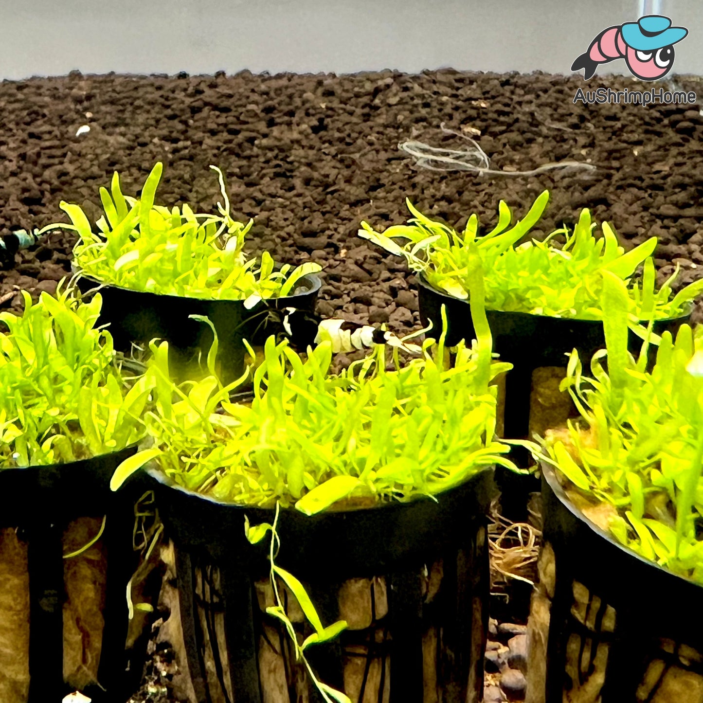 Utricularia Graminifolia | UG Carpet Plant