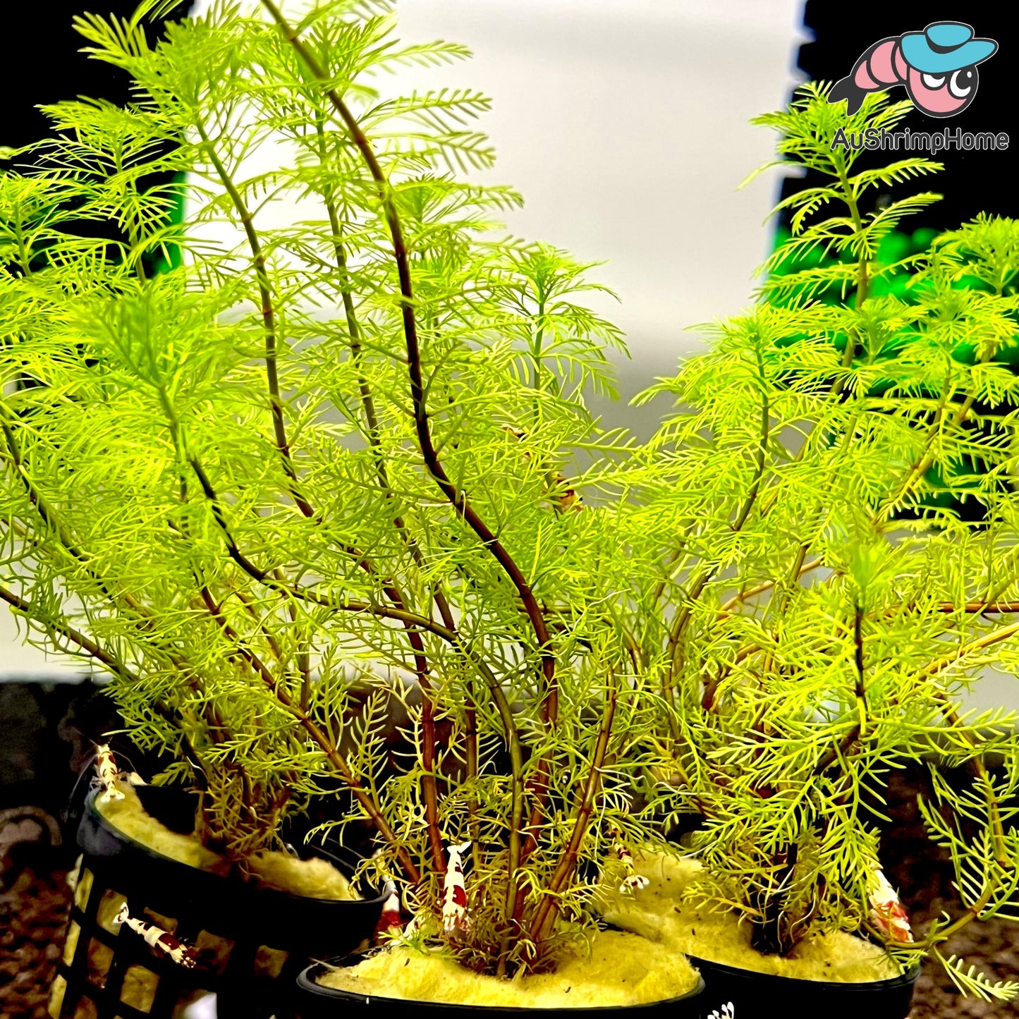 Myriophyllum Mattogrossense