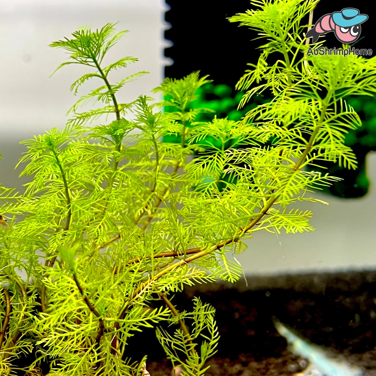 Myriophyllum Mattogrossense