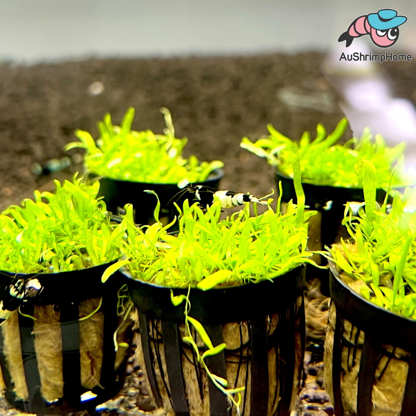 Utricularia Graminifolia | UG Carpet Plant