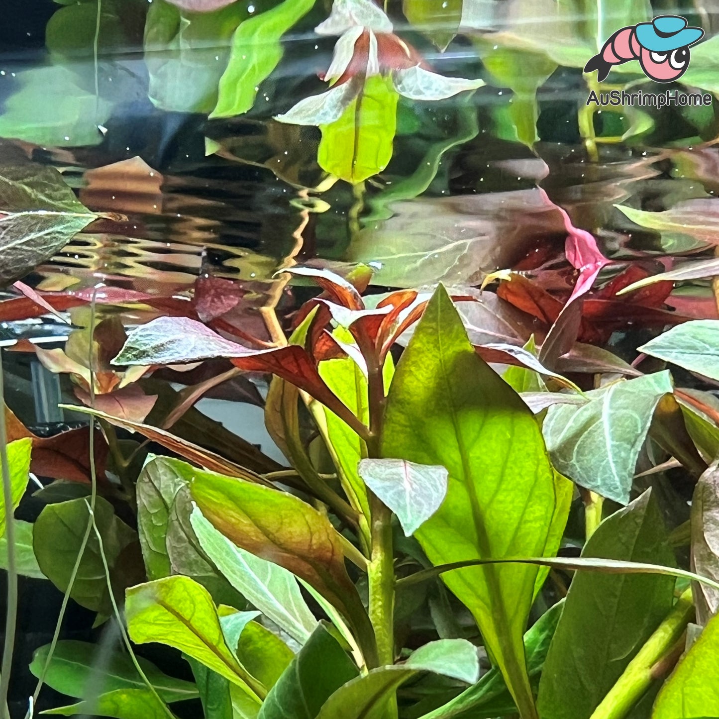 Ludwigia Repens | Rubin