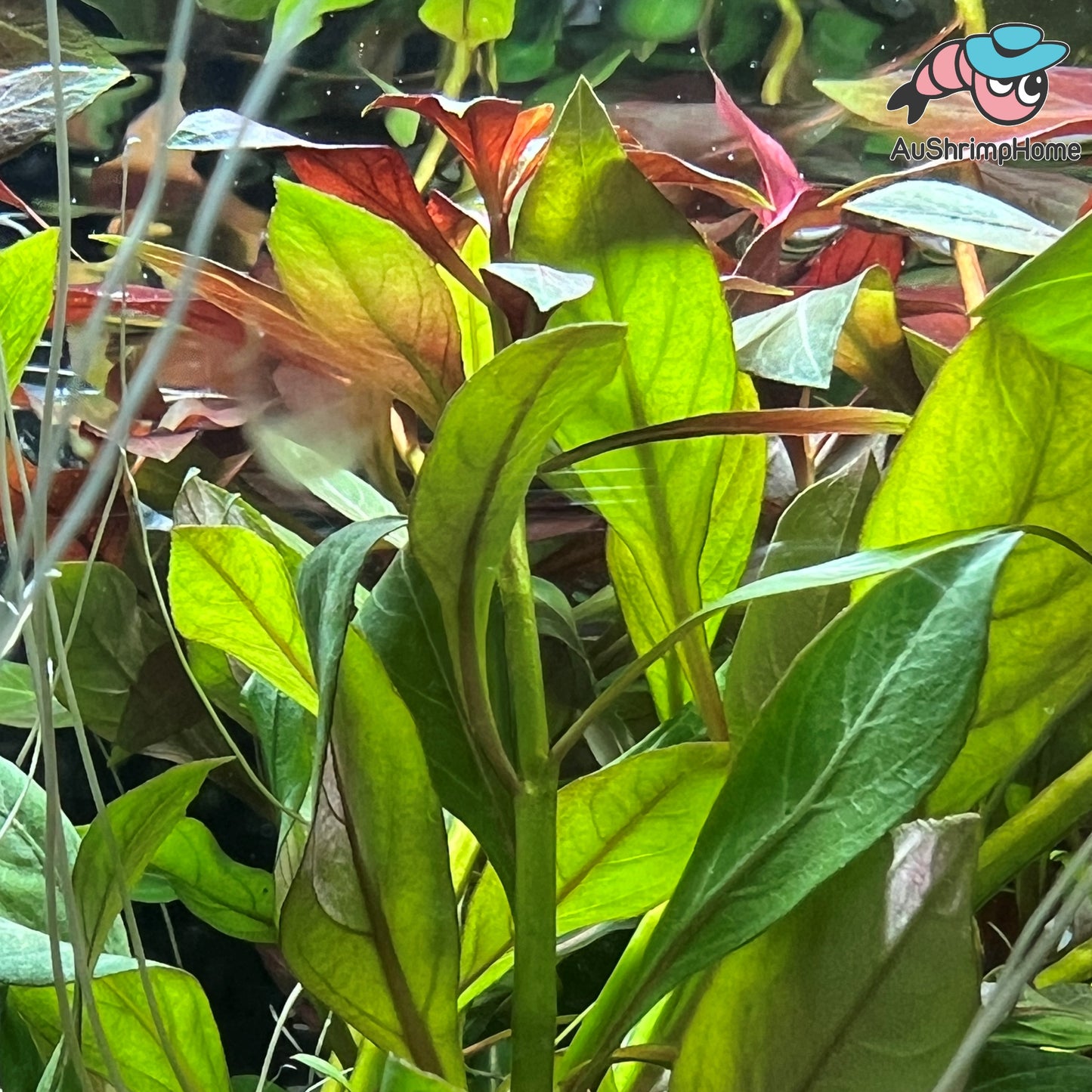 Ludwigia Repens | Rubin