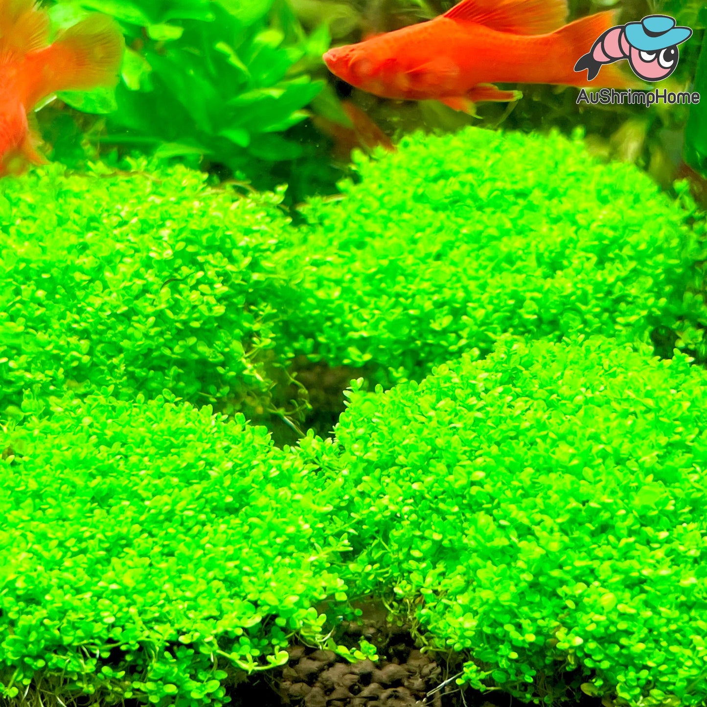 Swordtail | Hifin Firecracker
