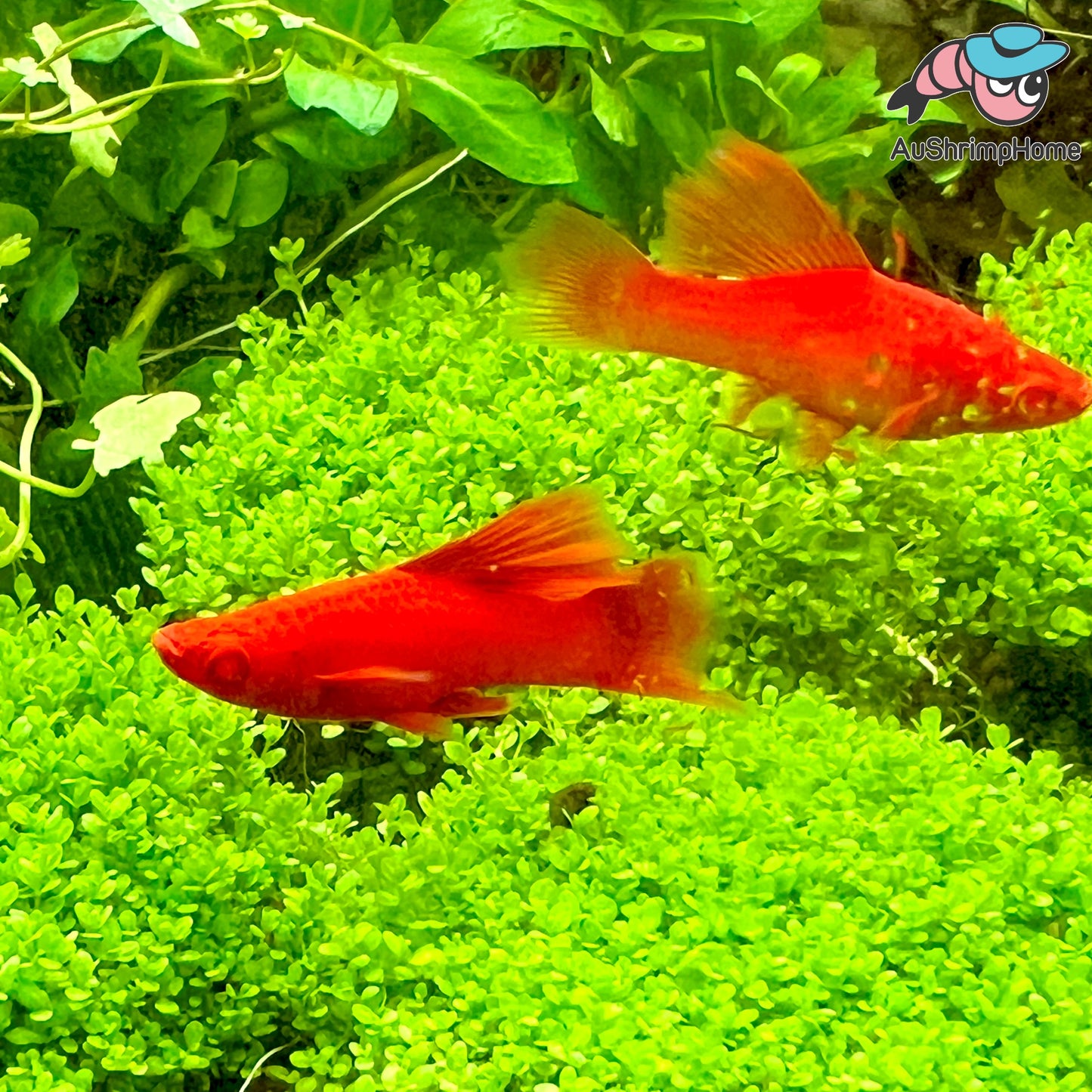 Swordtail | Hifin Firecracker