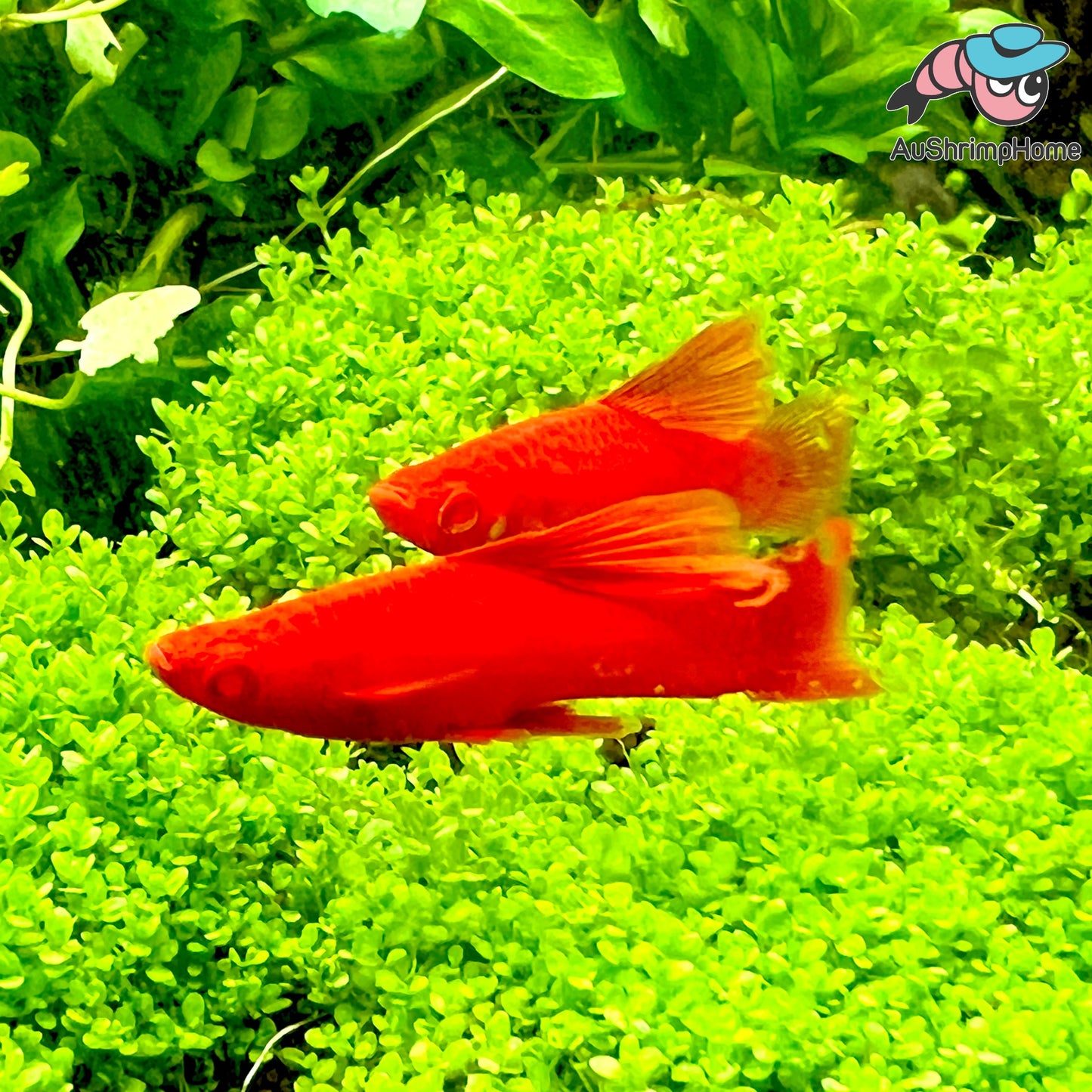 Swordtail | Hifin Firecracker