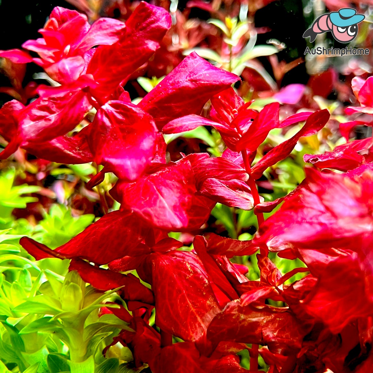 Ludwigia Super Red