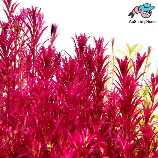 Rotala Blood Red
