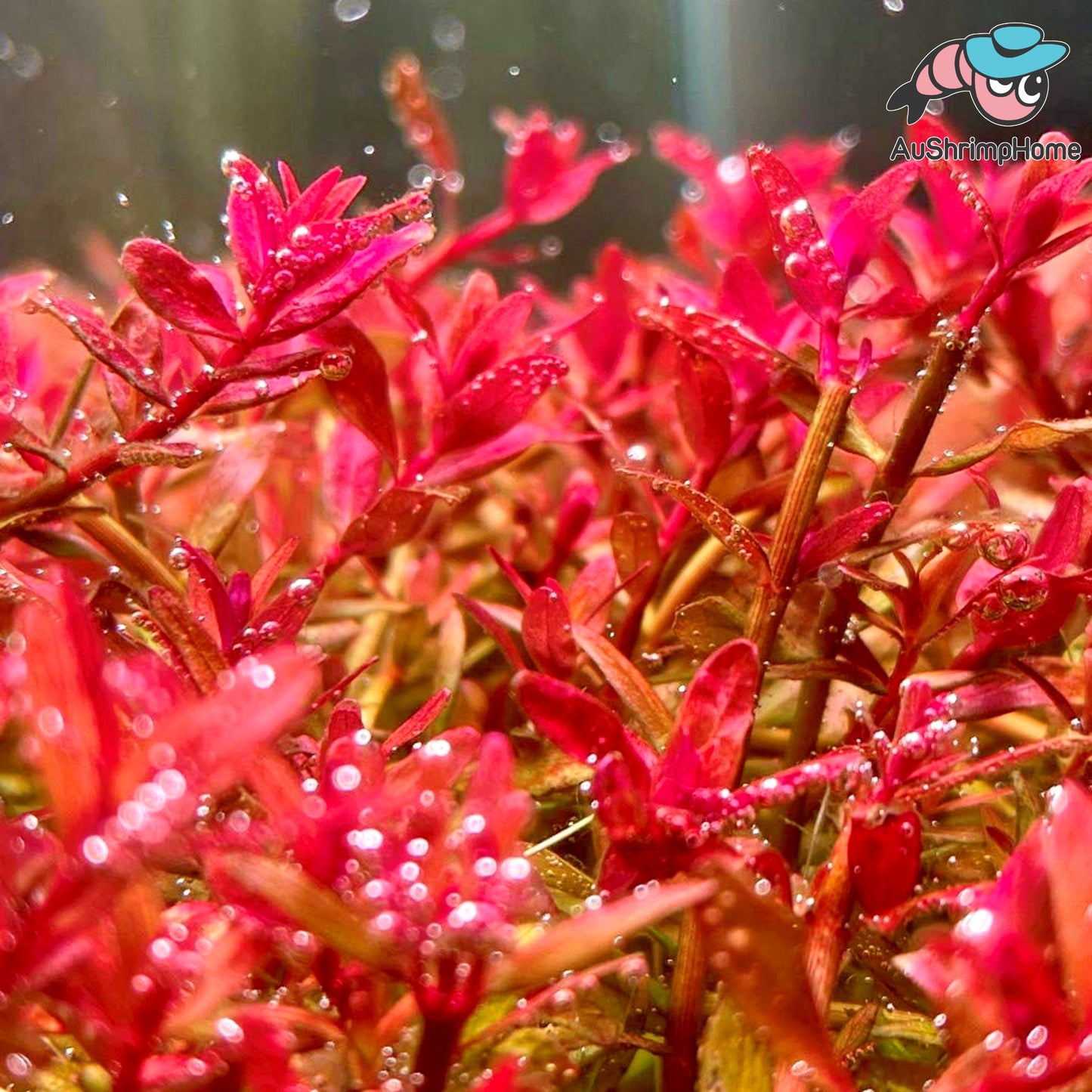 Rotala Blood Red