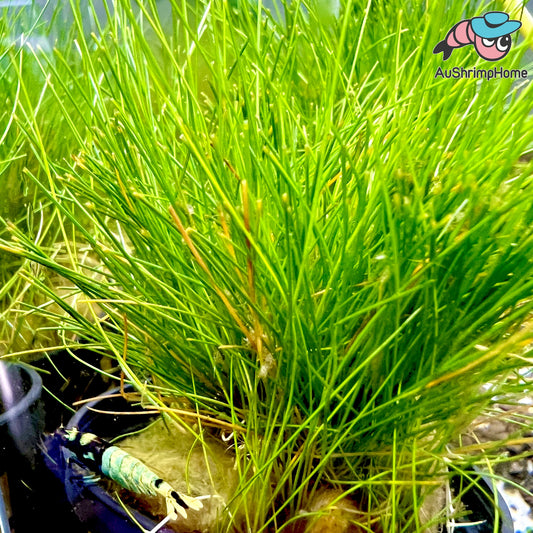 Eleocharis Belem | Mini Dwarf Hairgrass