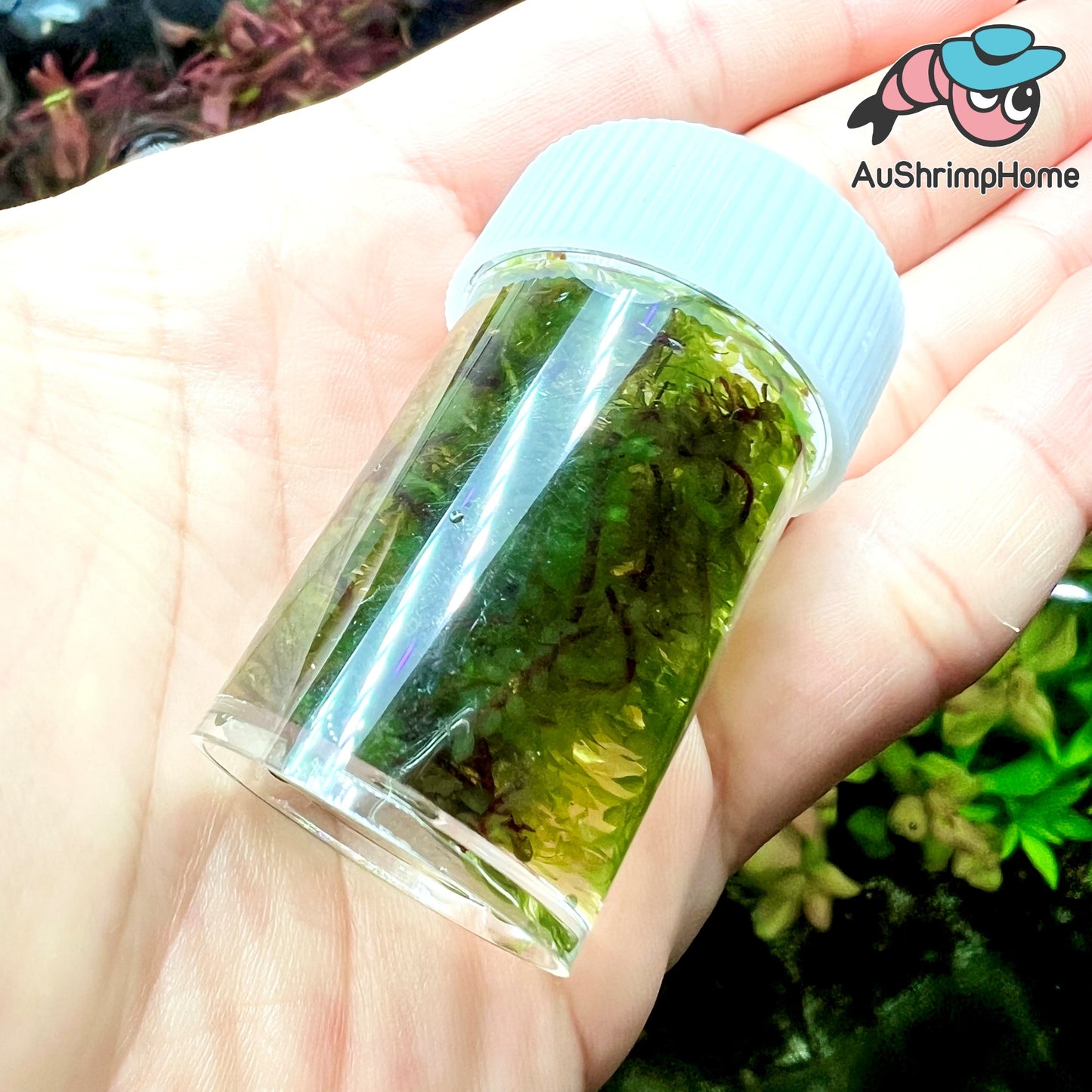 Hookeriaceae Moss | Extremely Rare