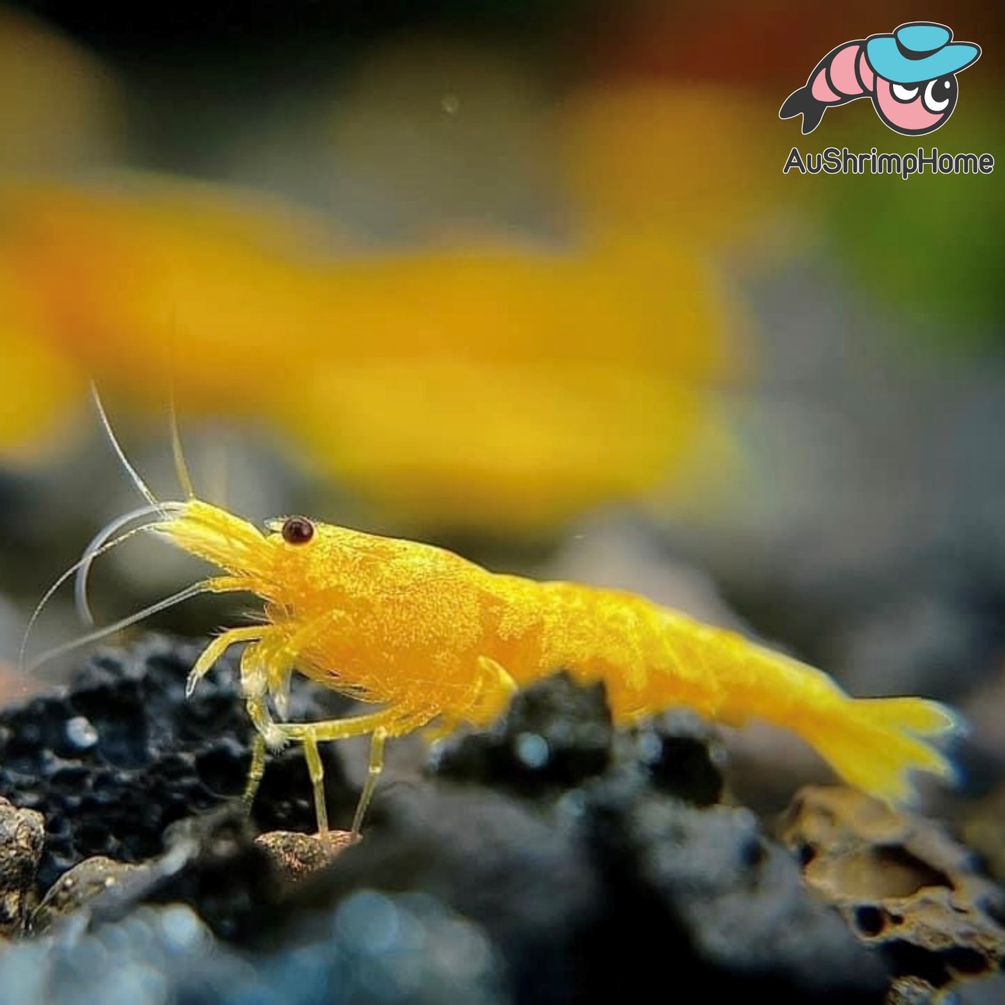 Yellow Neon | New Gene