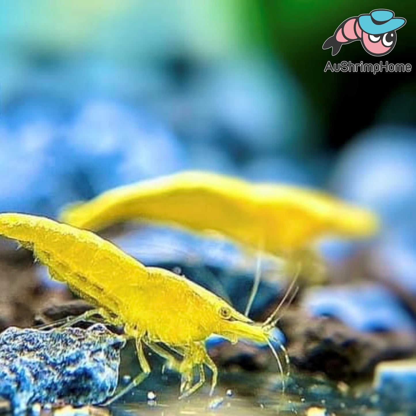 Yellow Neon | New Gene
