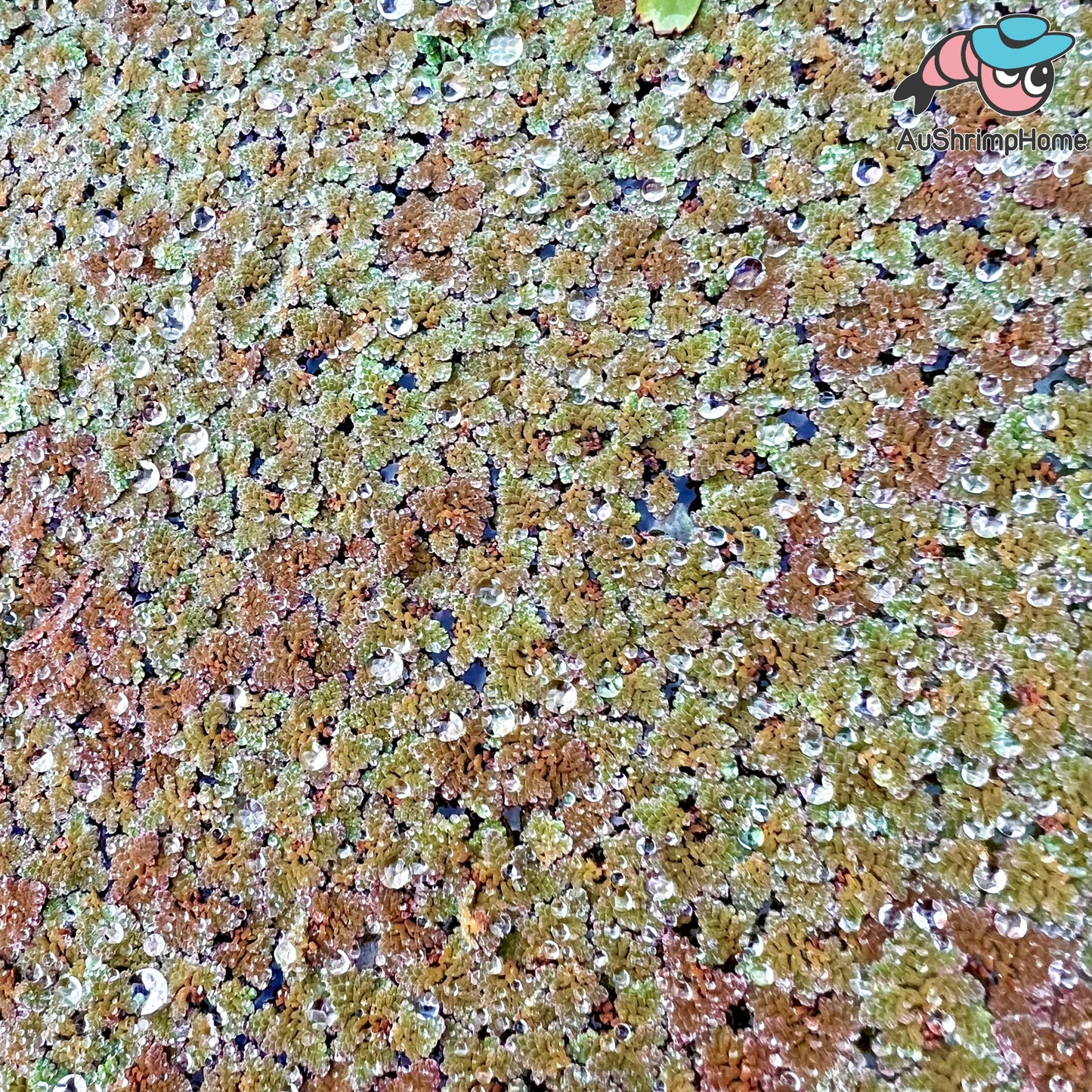 Azolla | Water Fern