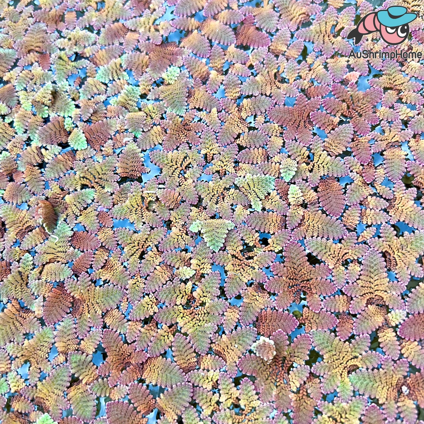Azolla | Water Fern