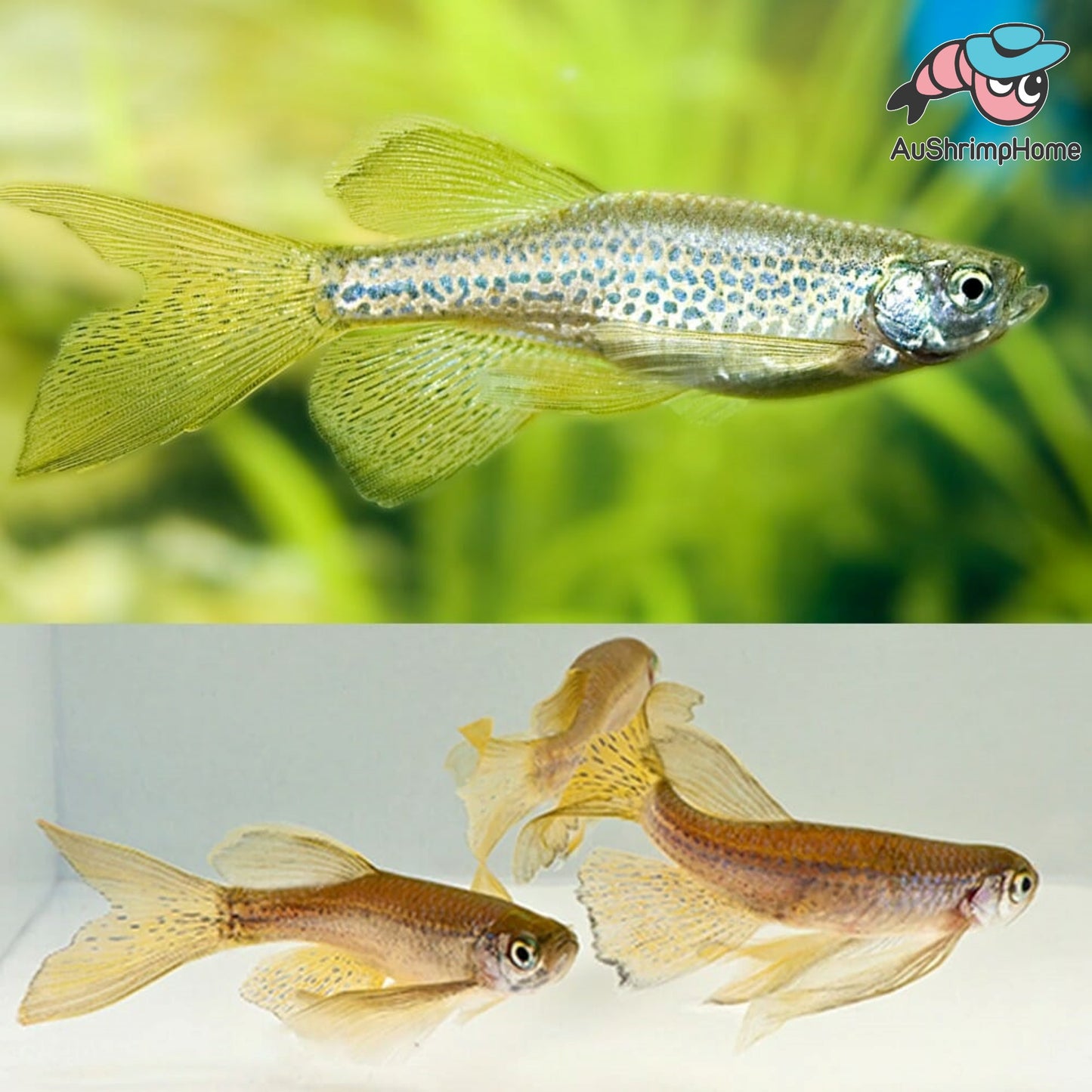 Assorted Leopard Danio | Longfin