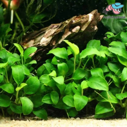 Anubias barteri Nana