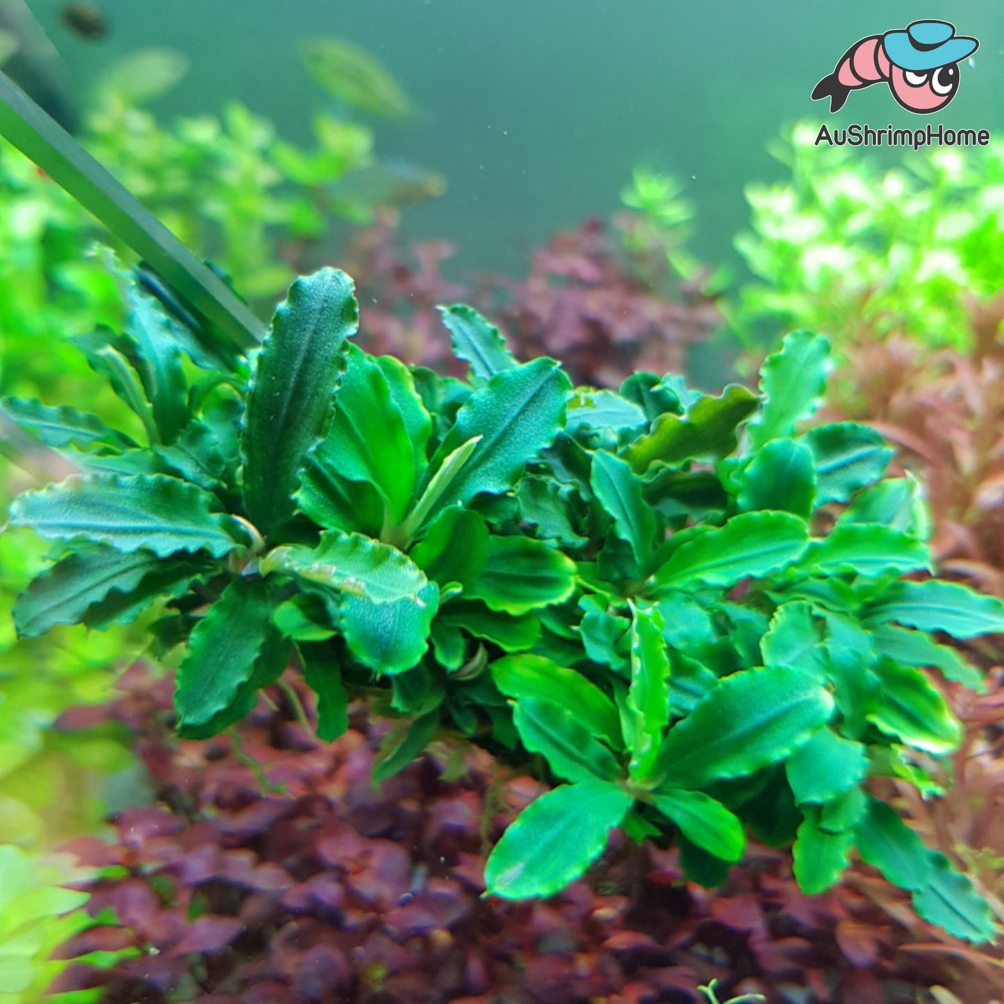 Mixed Mini Bucephalandra | Super Rare