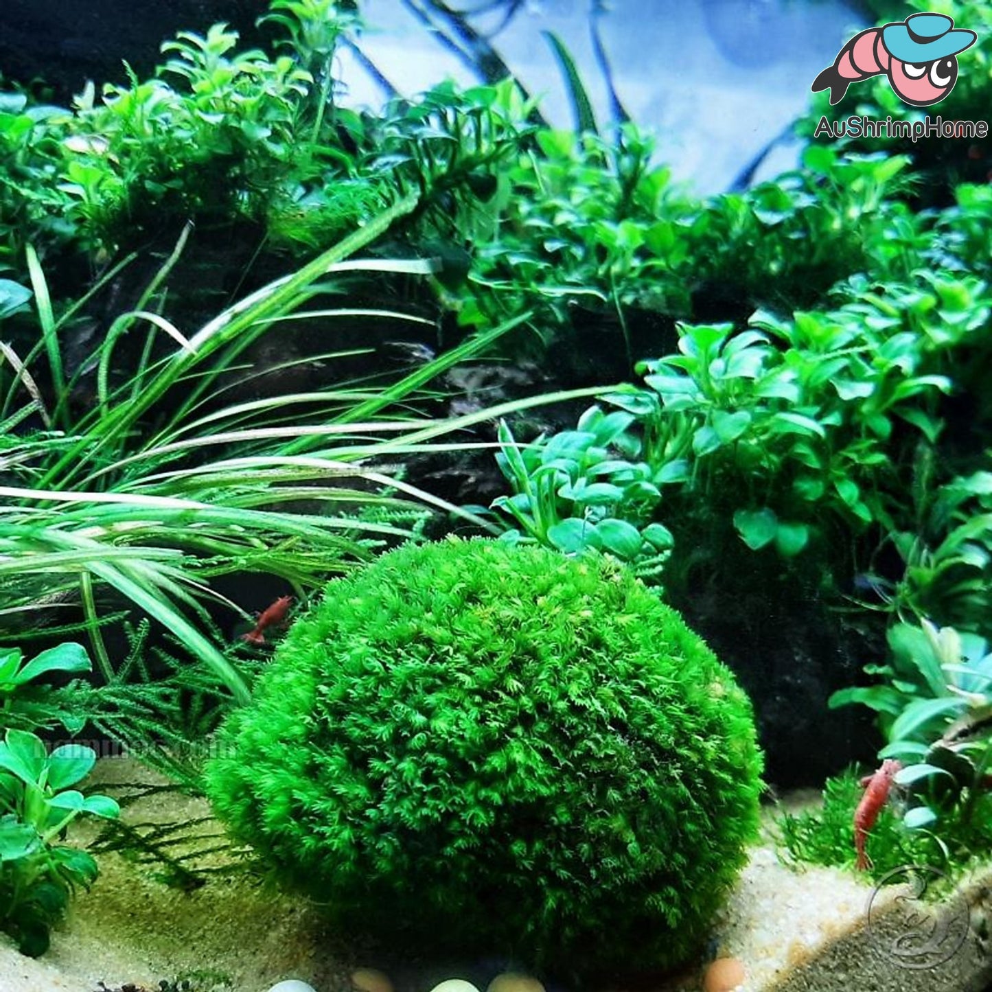Mini Fissiden on Rock| Exclusive