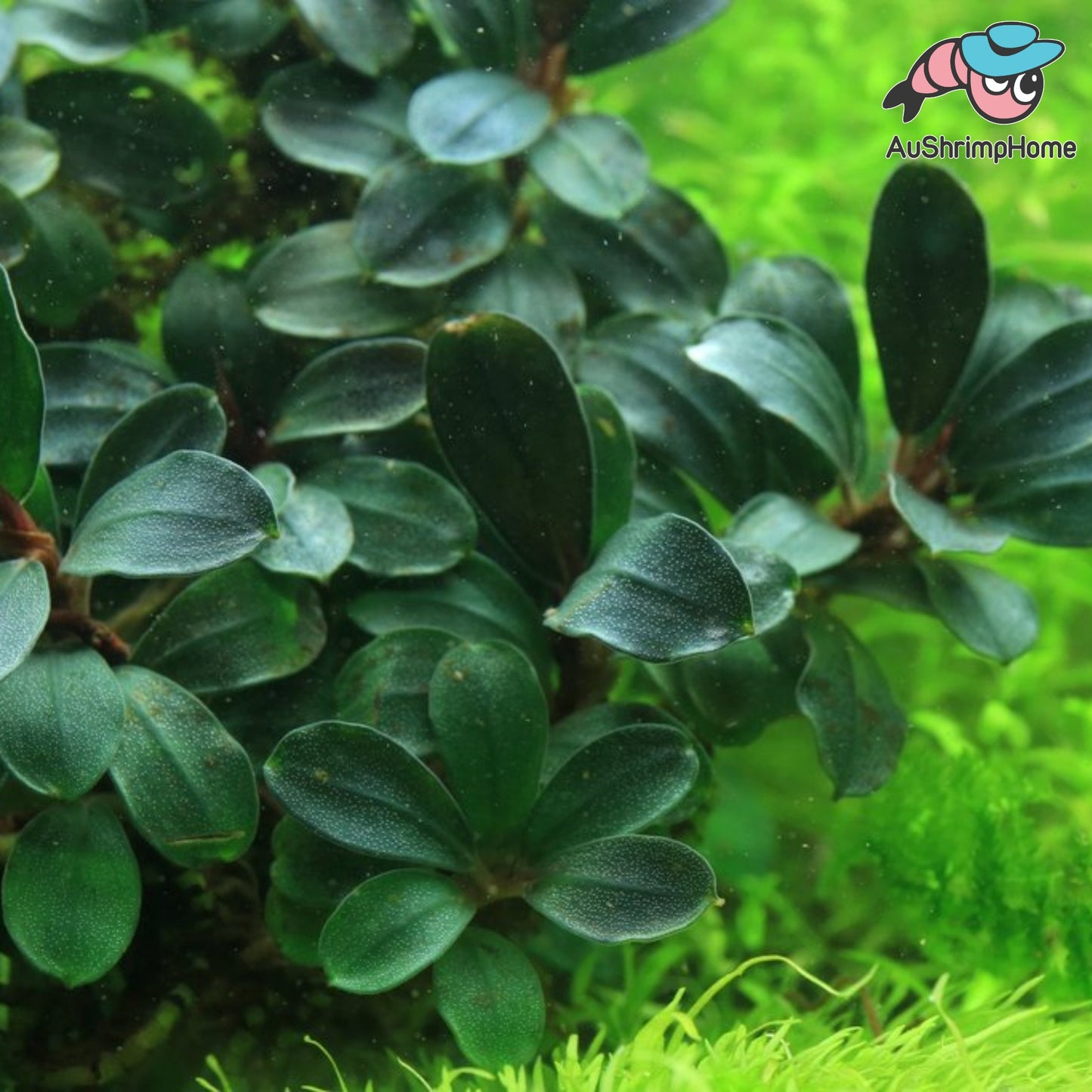 Mixed Mini Bucephalandra | Super Rare