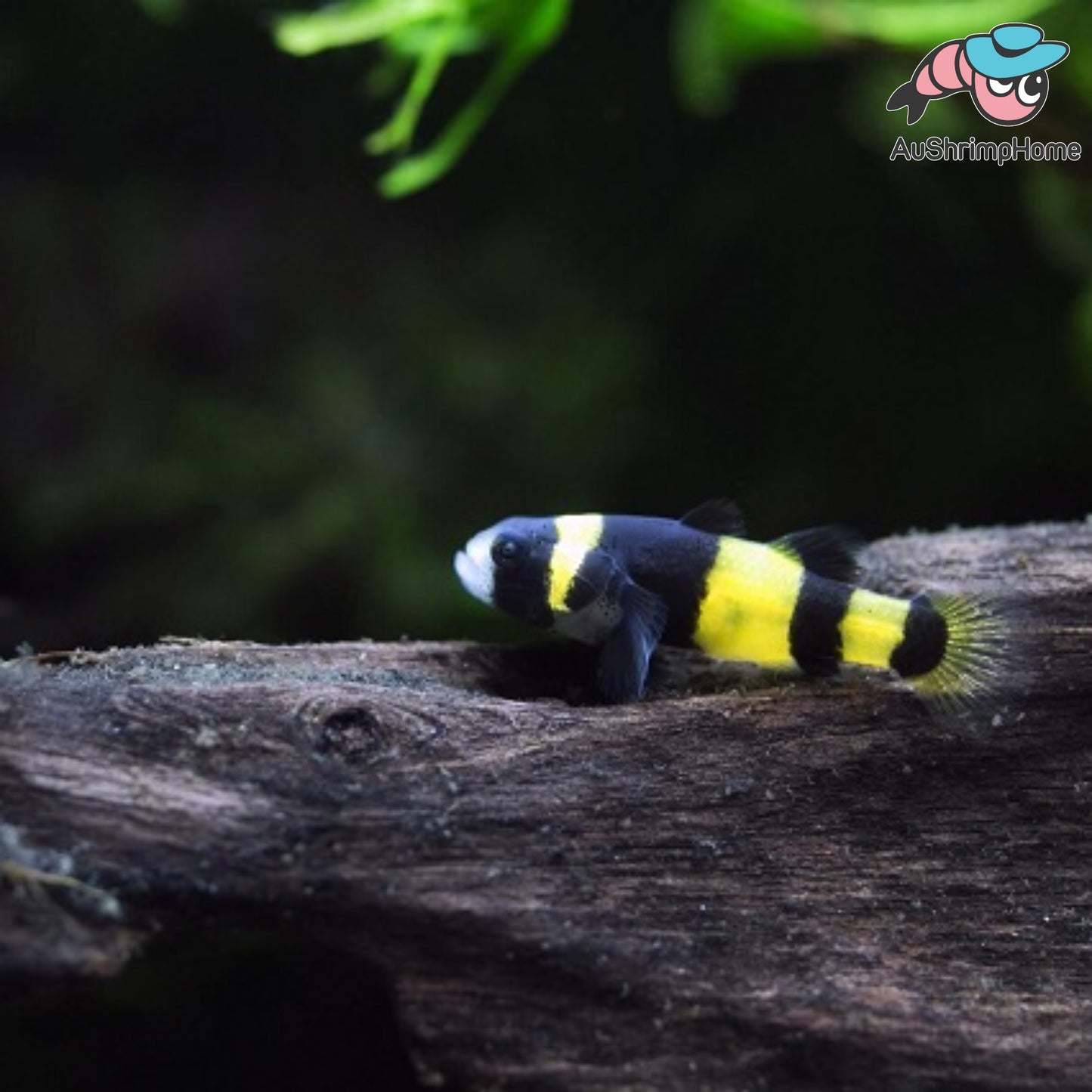 Bumble Bee Goby