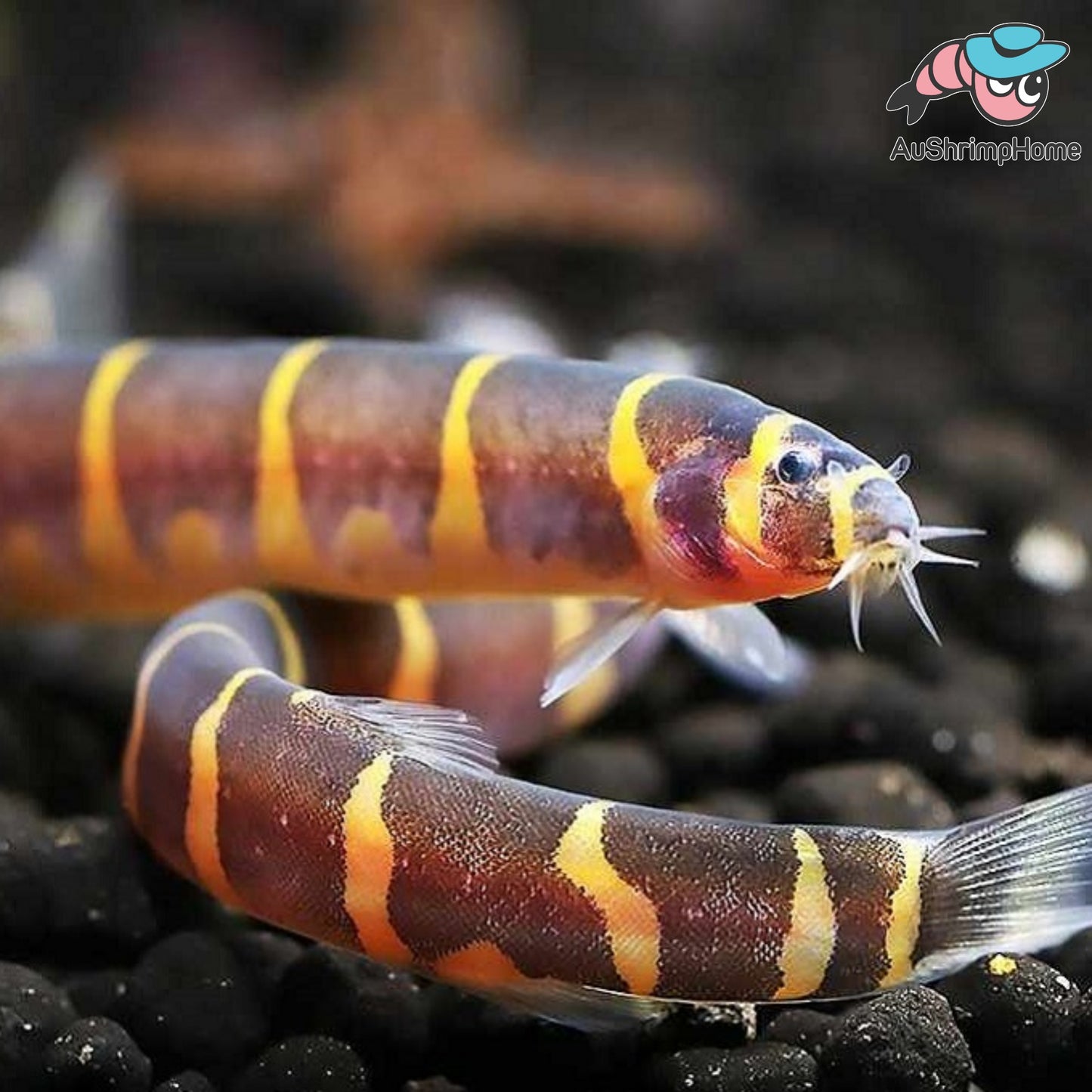 Striped Kuhli Loach