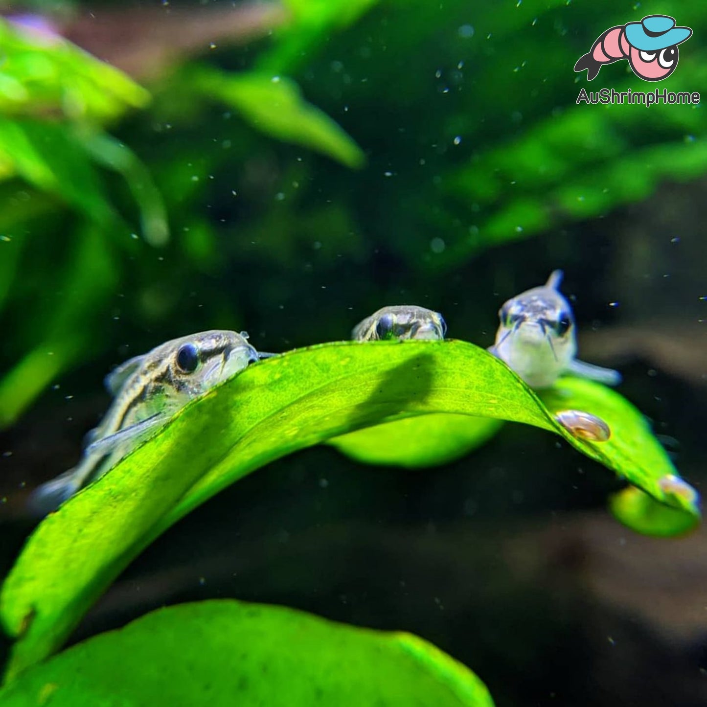 Corydoras | Pygmy