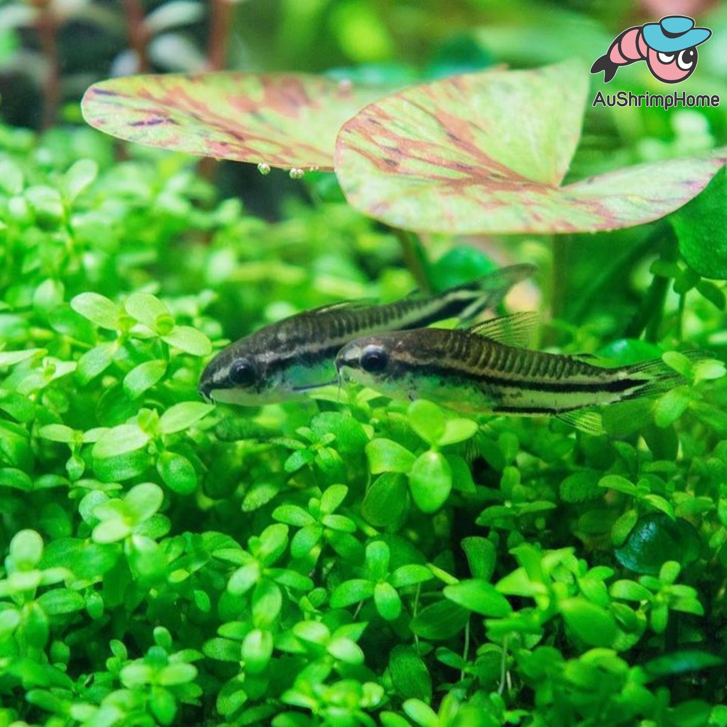 Corydoras | Pygmy