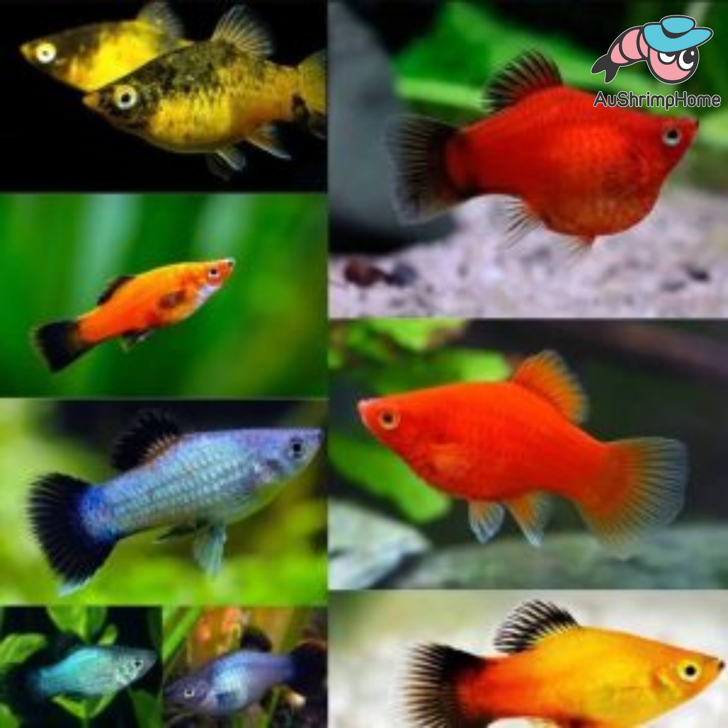 Assorted Platy