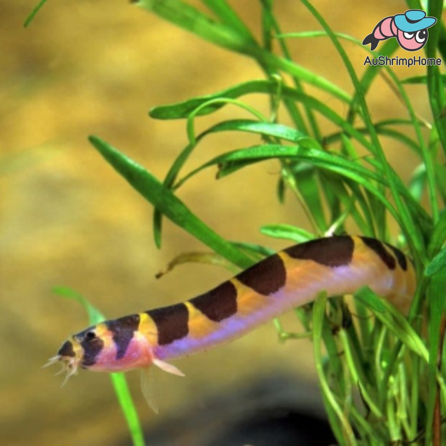 Striped Kuhli Loach