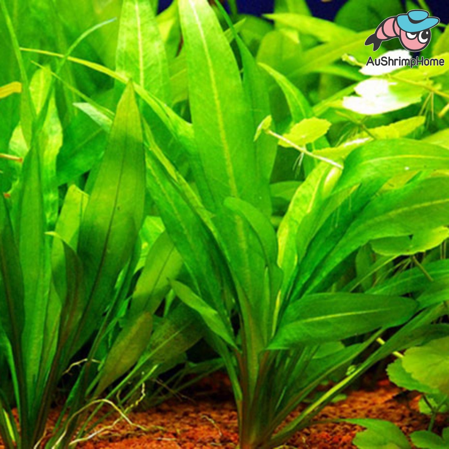 Amazon Swords | Echinodorus grisebachii