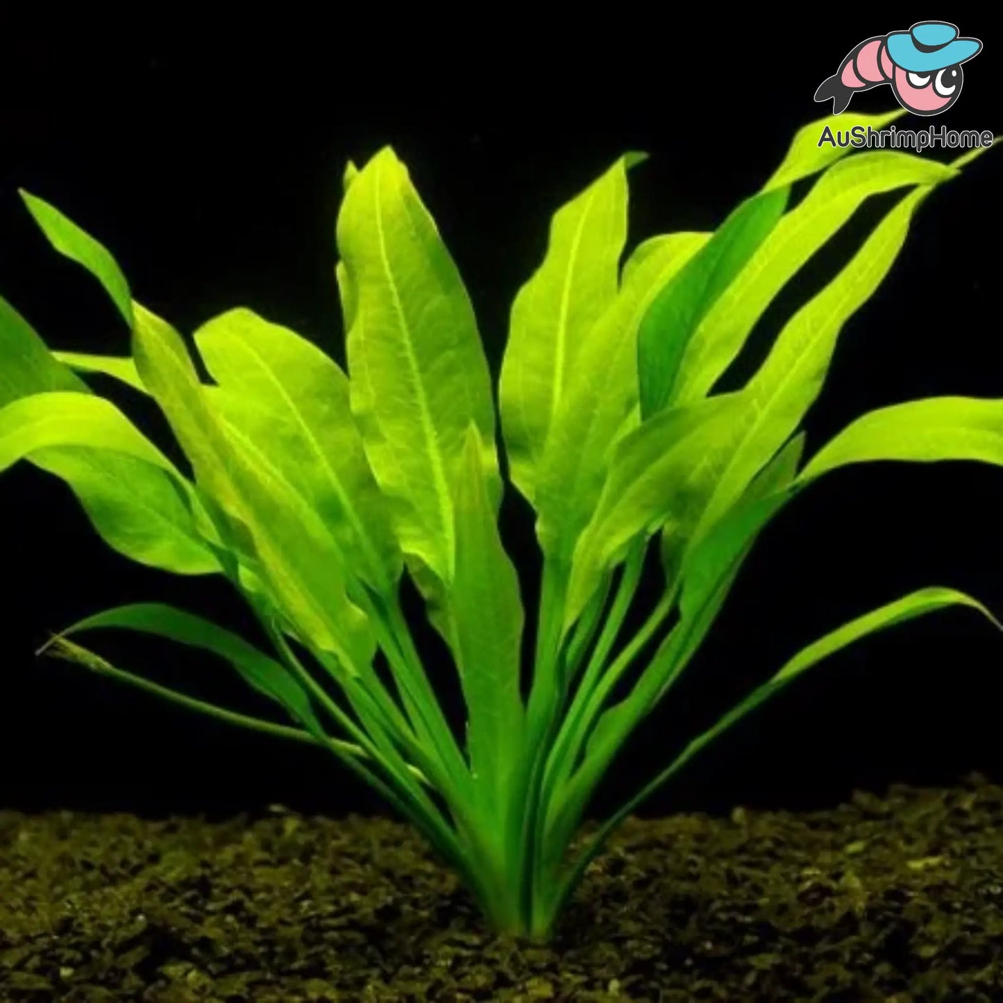 Amazon Swords | Echinodorus grisebachii