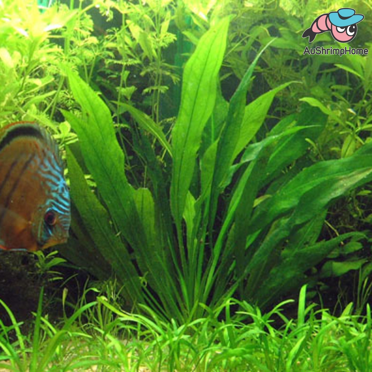 Amazon Swords | Echinodorus grisebachii