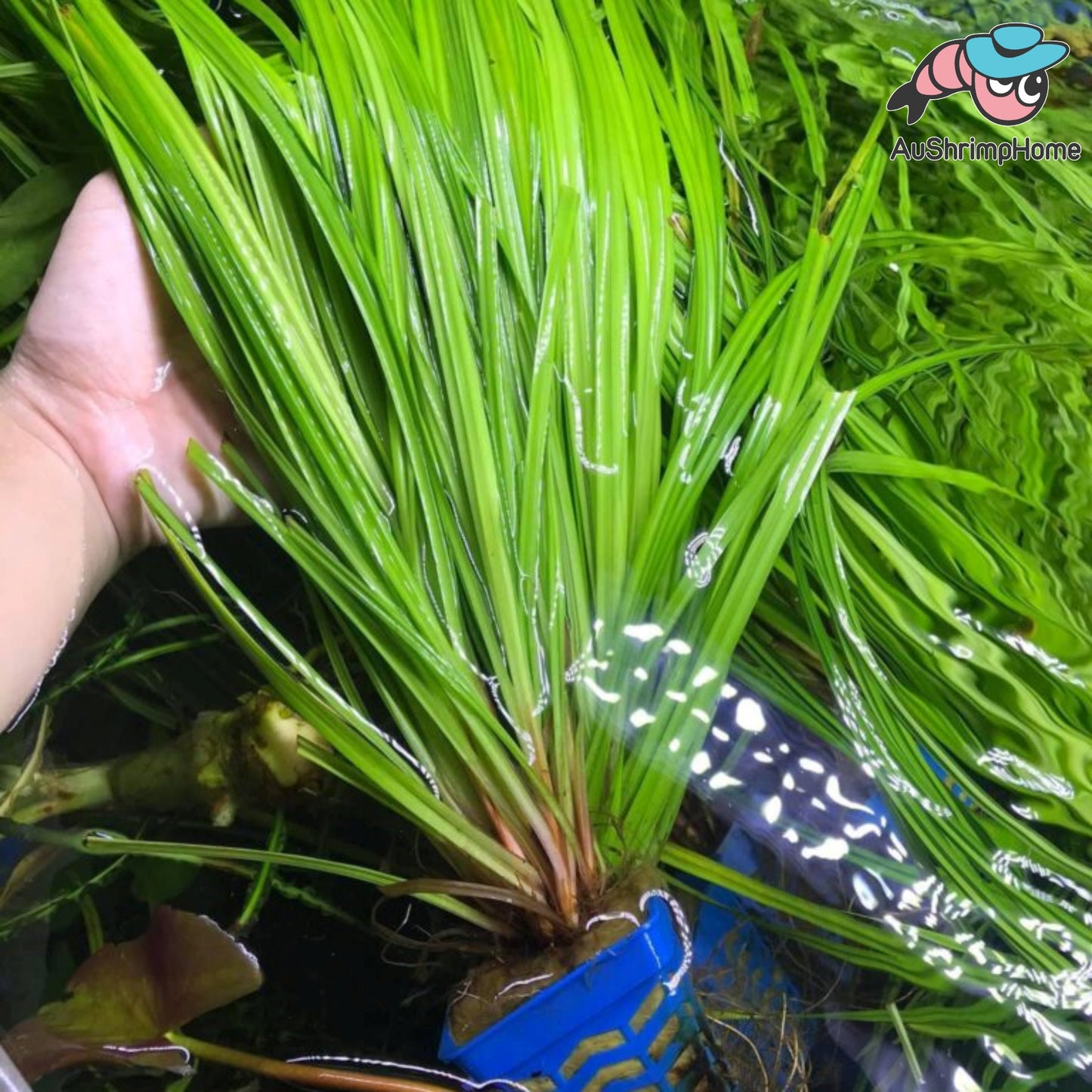Narong | Cyperus helferi
