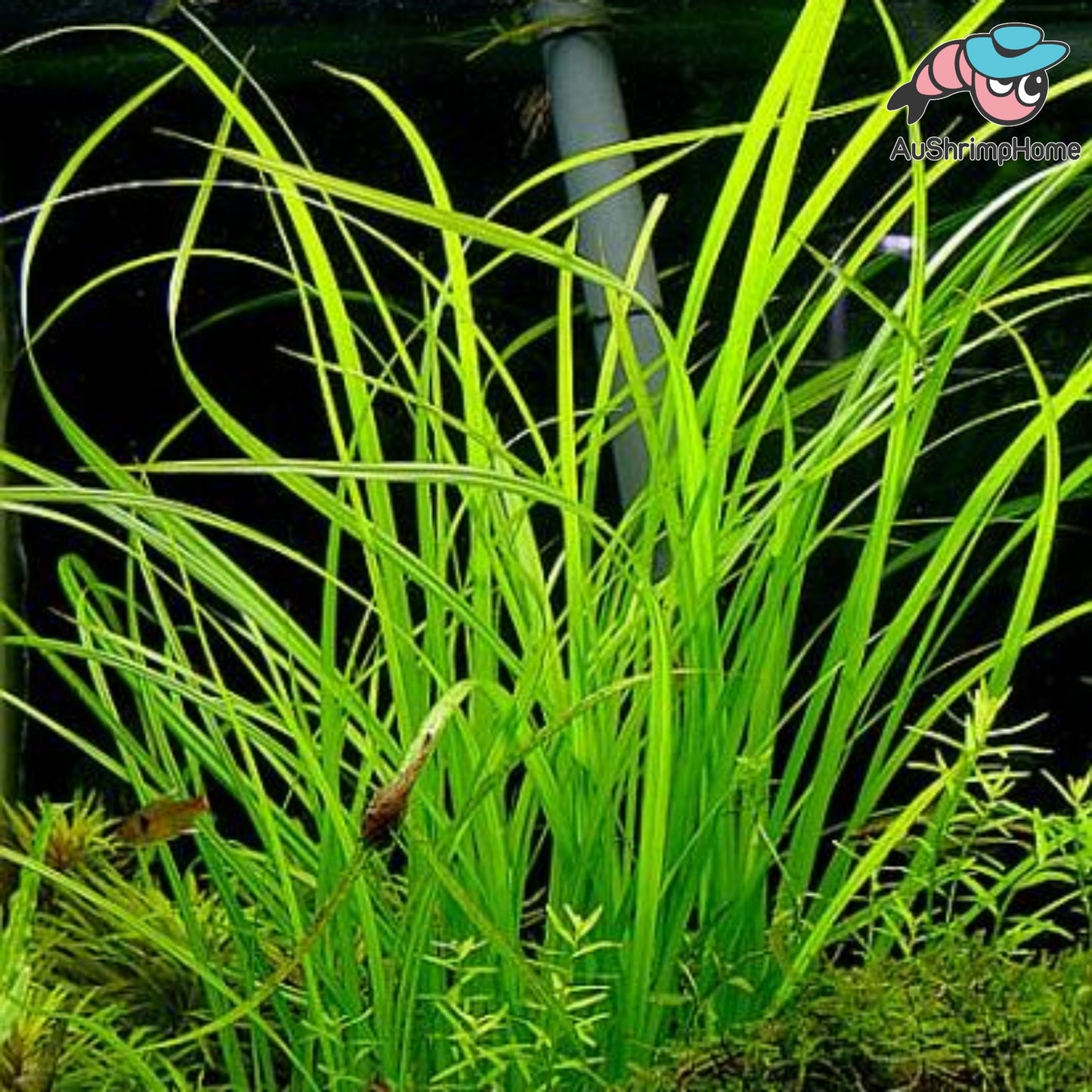 Narong | Cyperus helferi