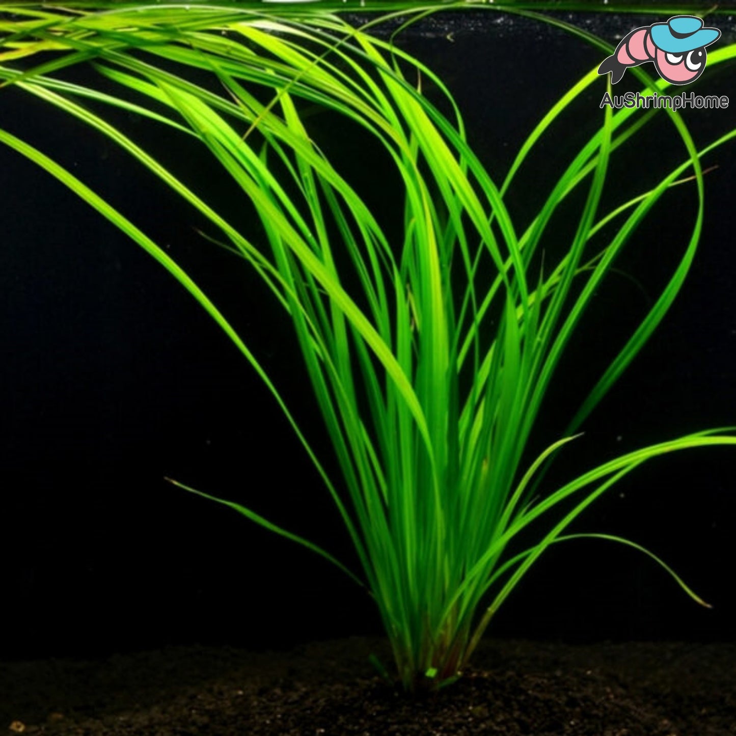 Narong | Cyperus helferi