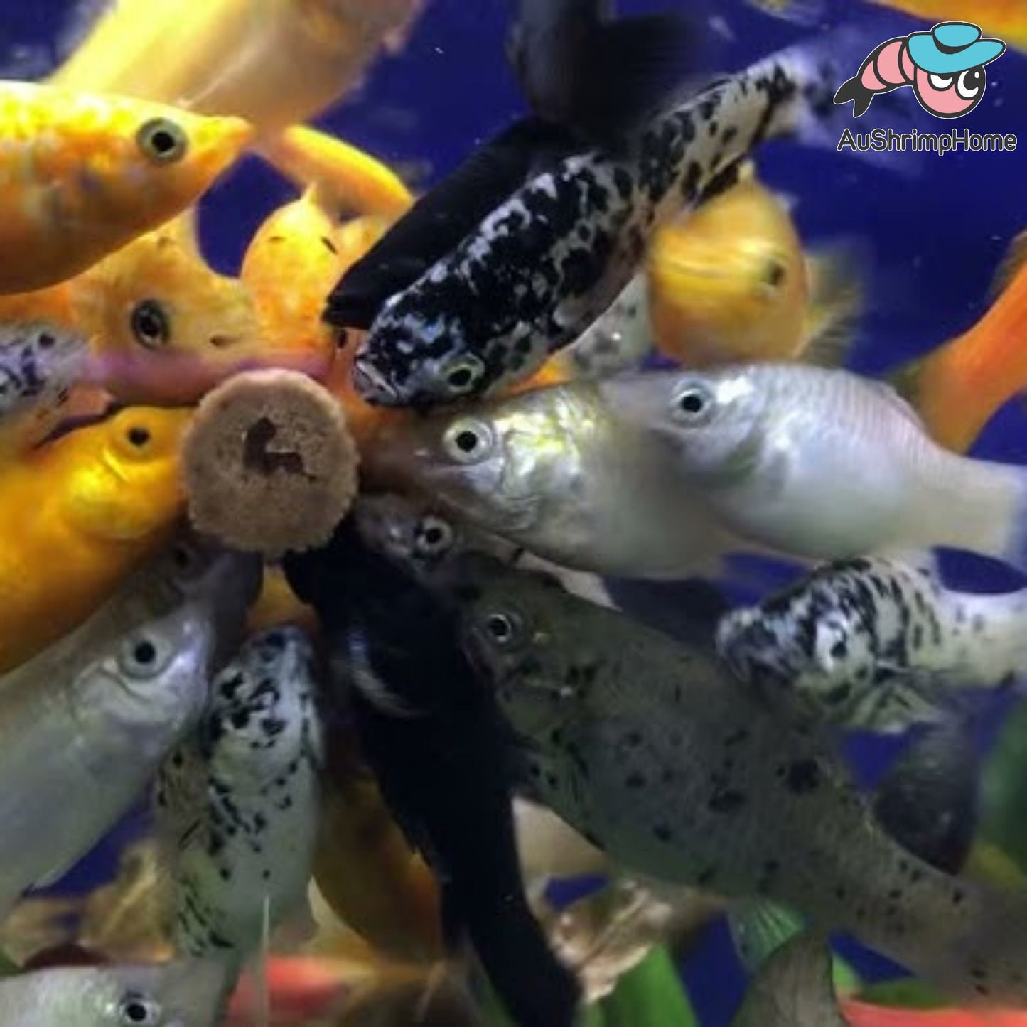 Assorted Molly/Swordtail