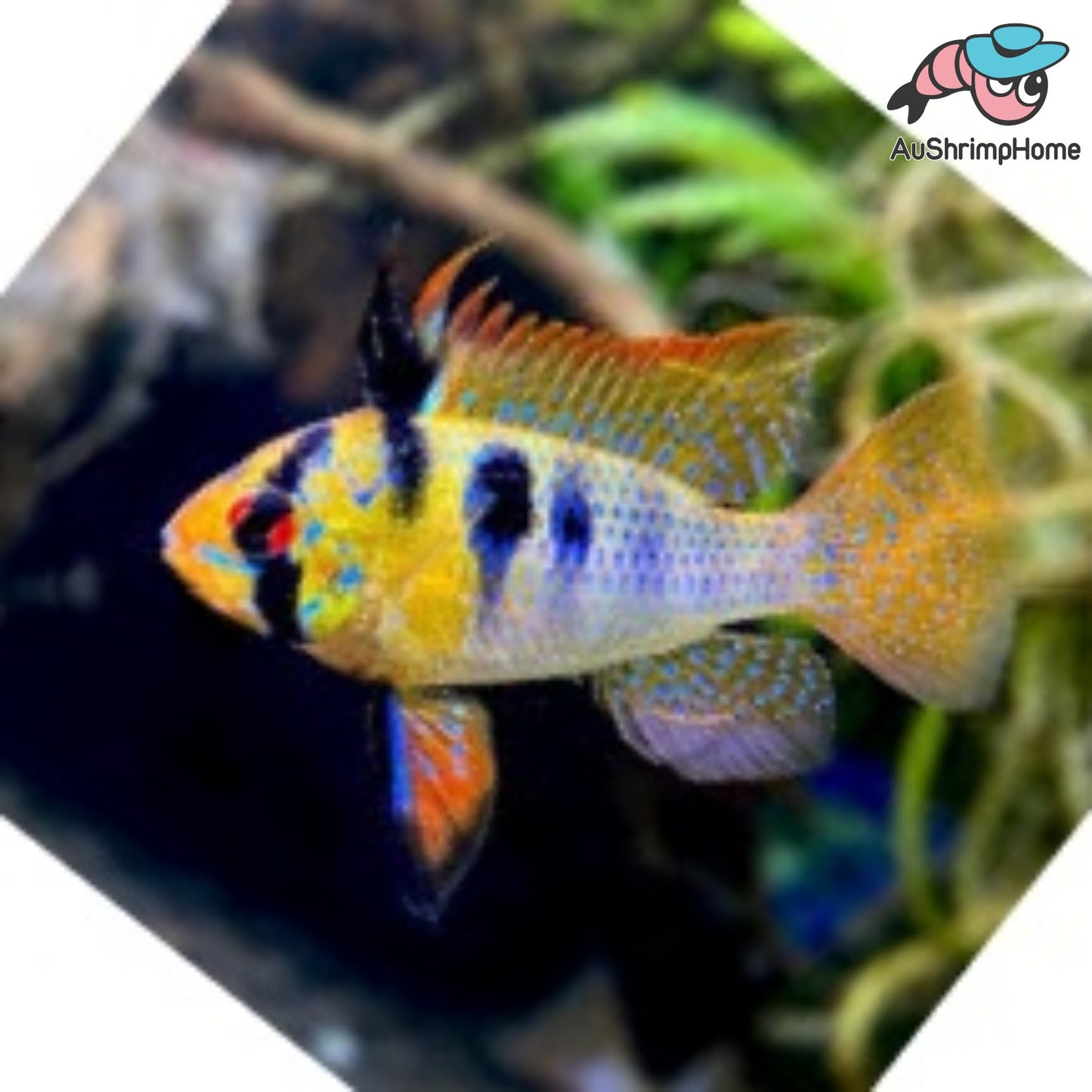 German Blue Ram