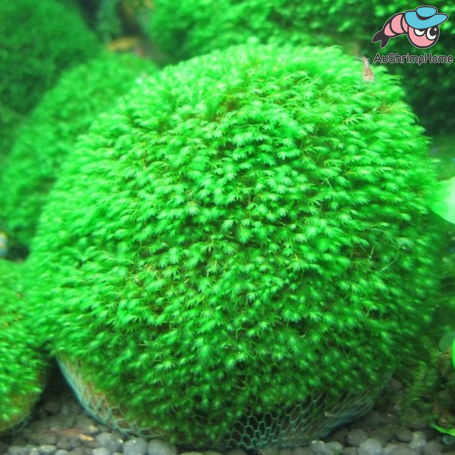 Mini Fissiden on Rock| Exclusive