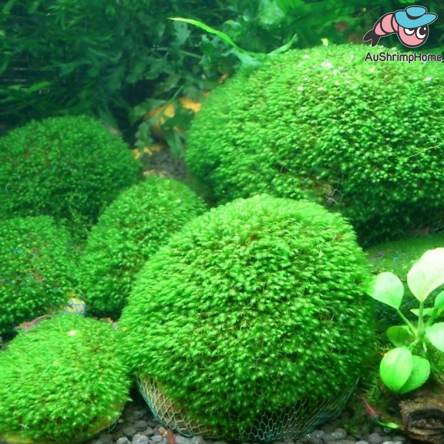 Mini Fissiden on Rock| Exclusive