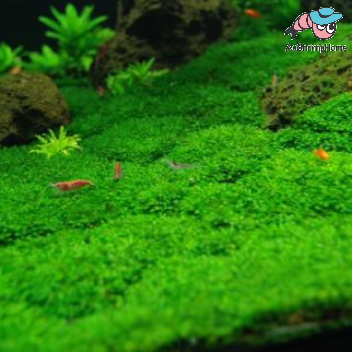 Mini Fissiden | Exclusive