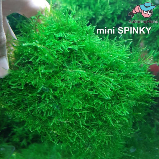 Mini Spiky Moss |Taxiphyllum sp. 'Spiky'