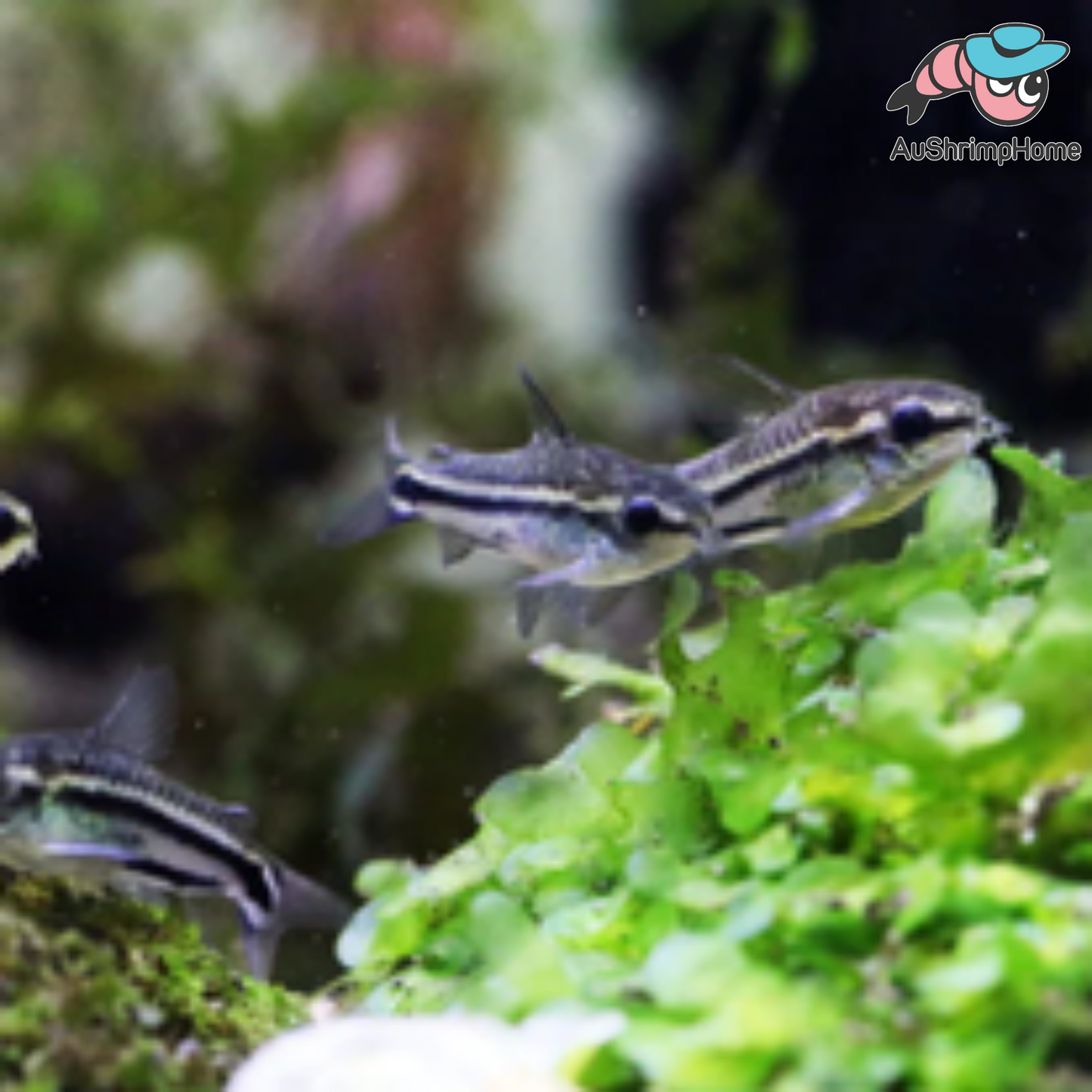 Corydoras | Pygmy